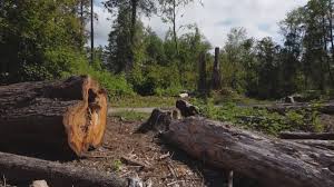 Best Lot and Land Clearing  in Wingdale, NY