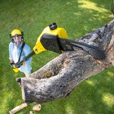Best Tree Risk Assessment  in Wingdale, NY
