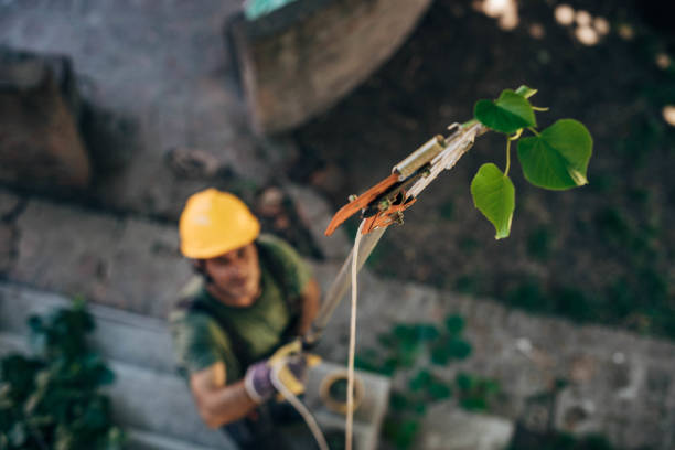Best Tree Mulching  in Wingdale, NY