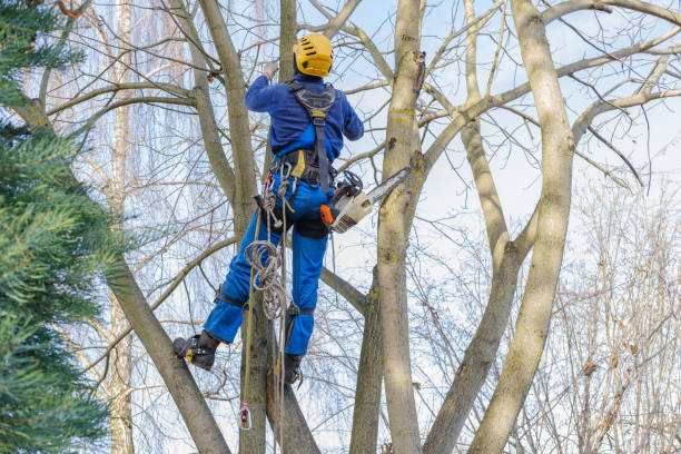 How Our Tree Care Process Works  in  Wingdale, NY