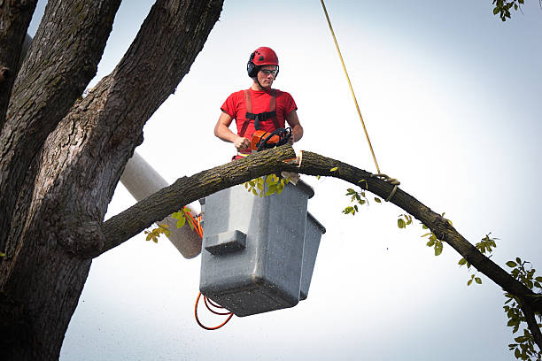 Best Tree Health Inspection  in Wingdale, NY